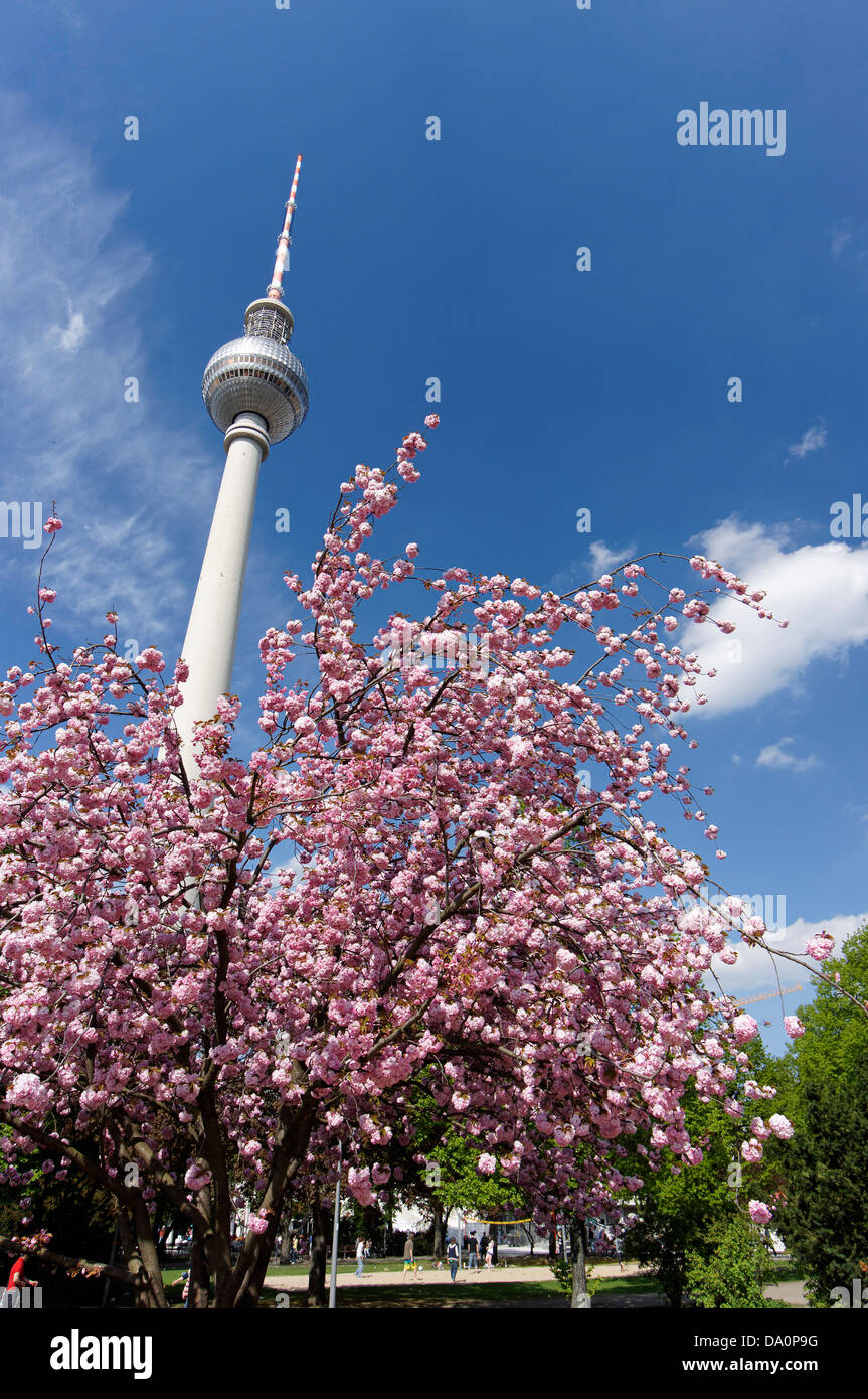 Kirschblüte, Alex, Alexander Platz, Berlin, Deutschland Stockfoto