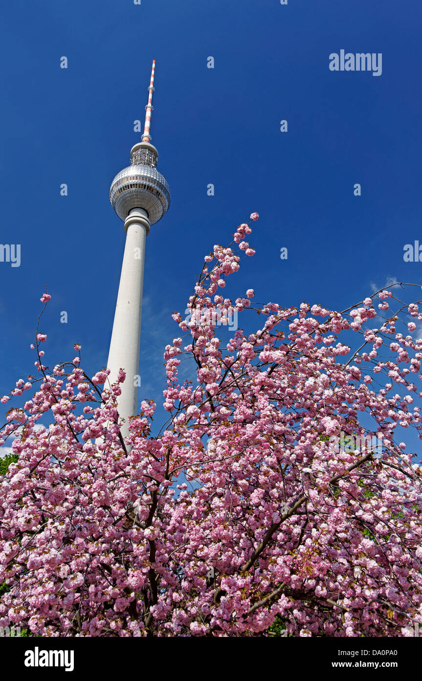 Kirschblüte, Berlin, Alexanderplatz, Fernsehturm Alex, Deutschland Stockfoto