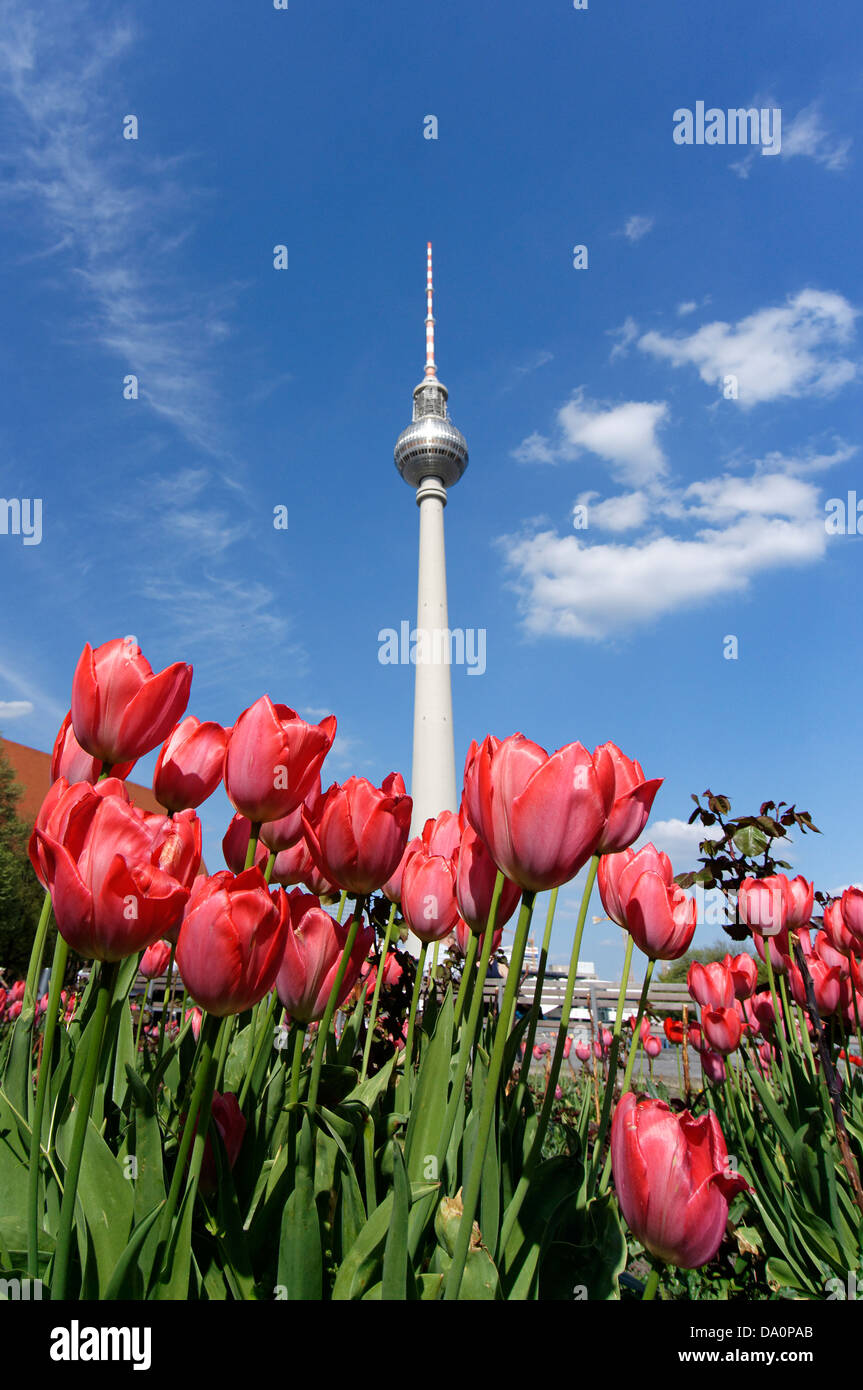 Tulpe Blüte, Berlin, Alexanderplatz, Fernsehturm Alex, Deutschland Stockfoto