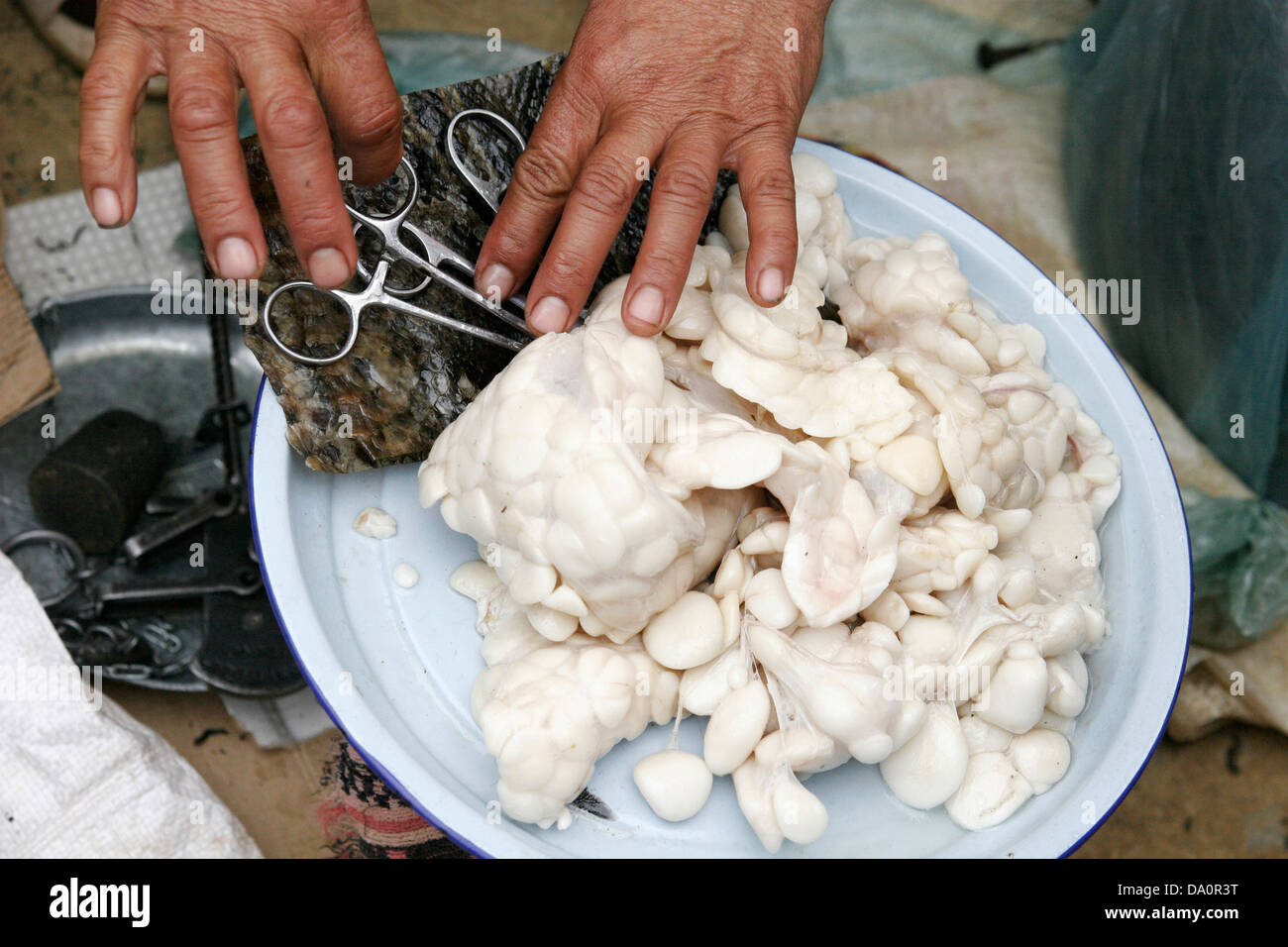 Schlangenfleisch Stockfotos Und Bilder Kaufen Alamy