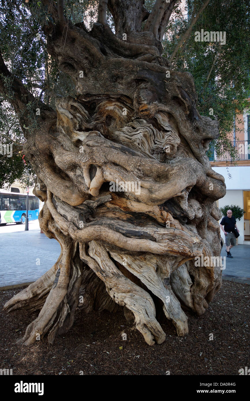 Alter Olivenbaum vor der Consell de Mallorca, Carrer del Palau Reial, Palma  De Mallorca, Mallorca, Spanien Stockfotografie - Alamy