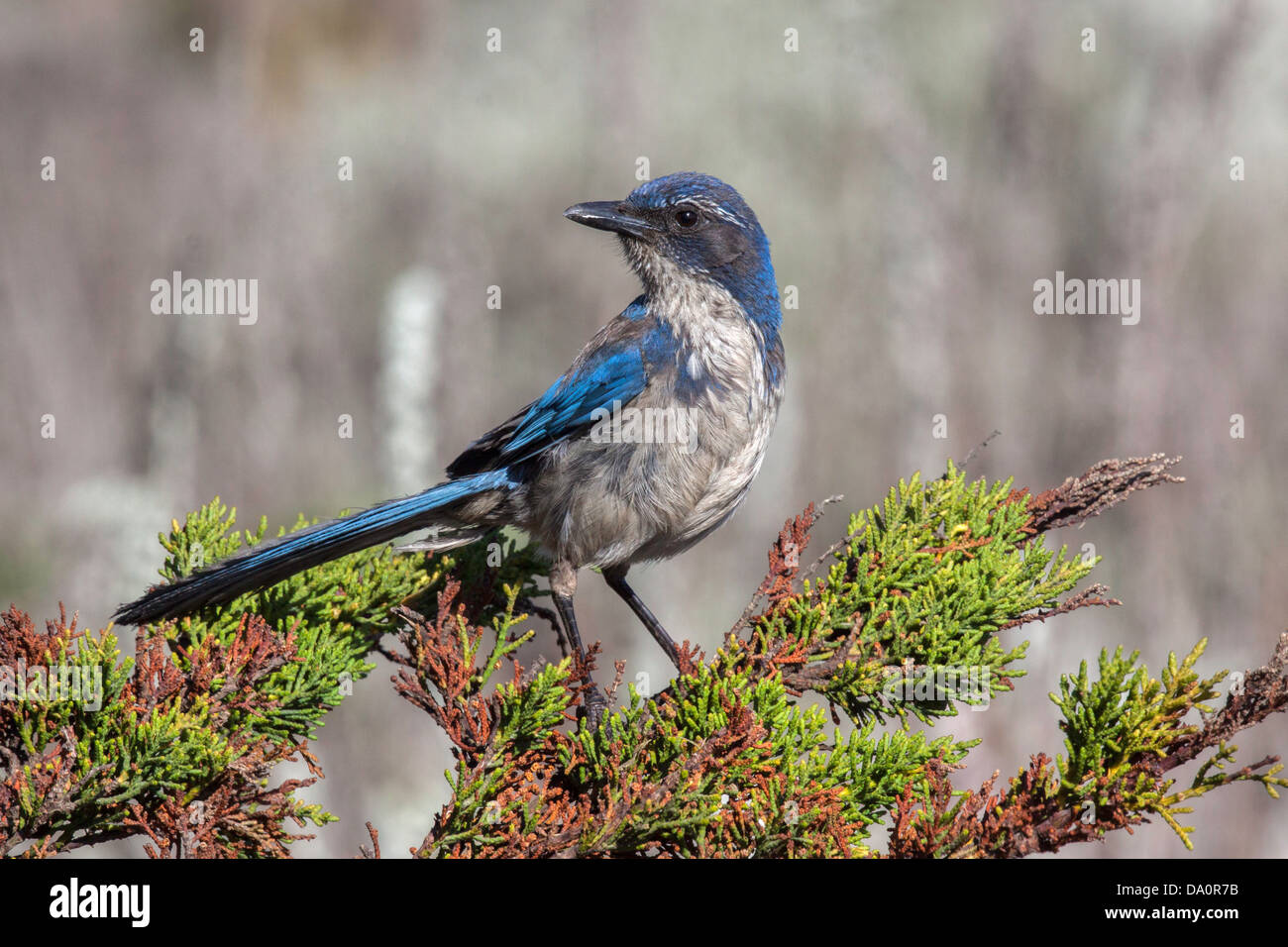 Kalifornien-Peeling-Jay Aphelocoma Californica Pacific Grove, Monterey County, California, Vereinigte Staaten von Amerika 20 Juni Stockfoto