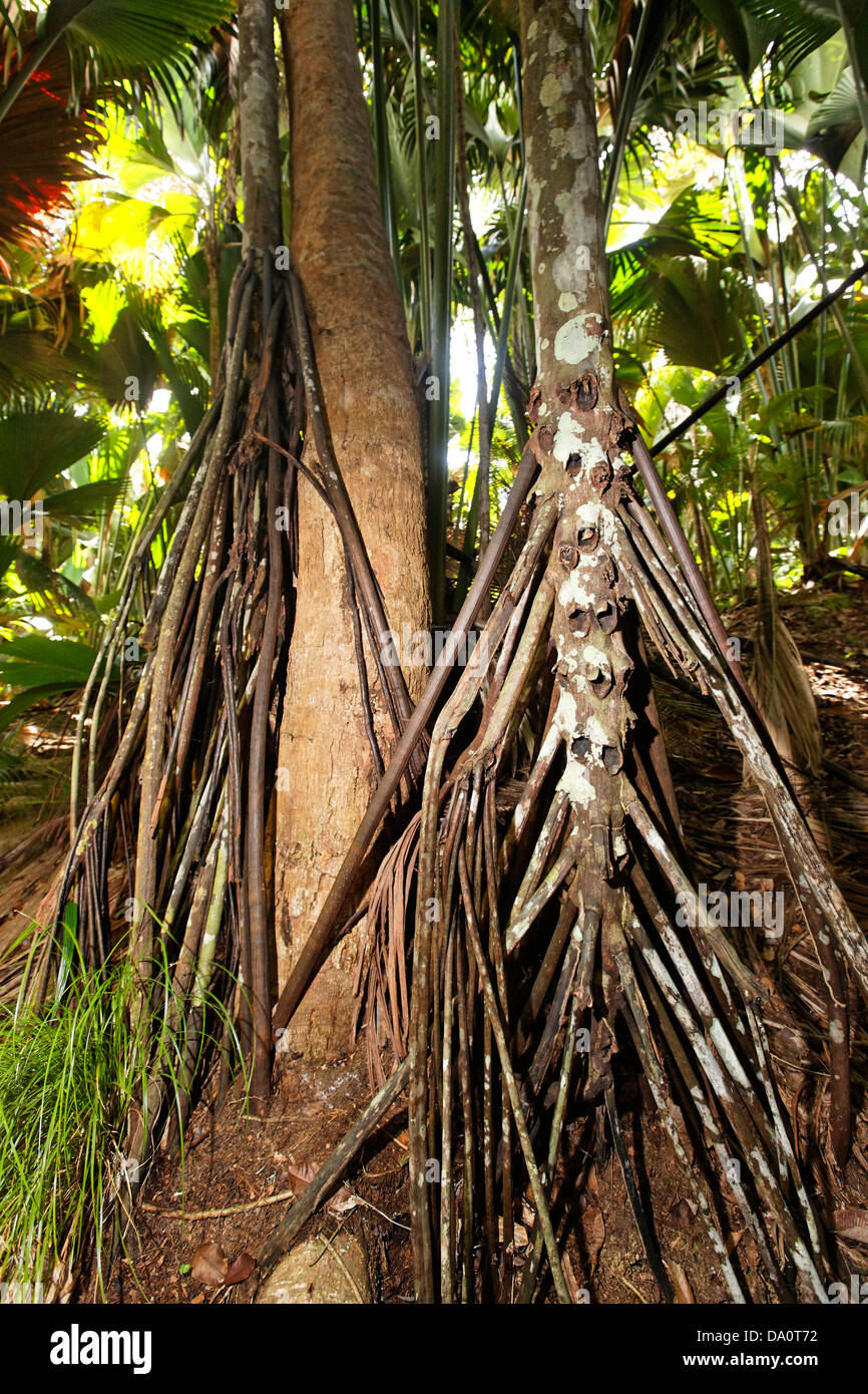 Vallee de Mai Nature Reserve, Heimat der Coco de Mer, Praslin, Seychellen Stockfoto