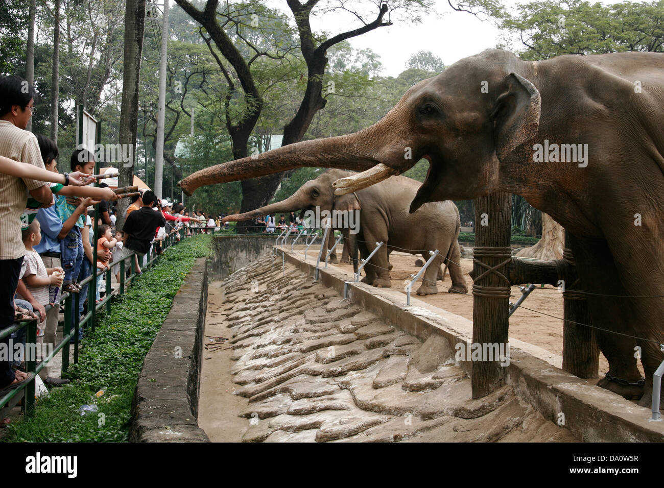 Leute füttern Elefanten im Zoo, Saigon (Ho-Chi-Minh-Stadt), Vietnam, Südostasien Stockfoto