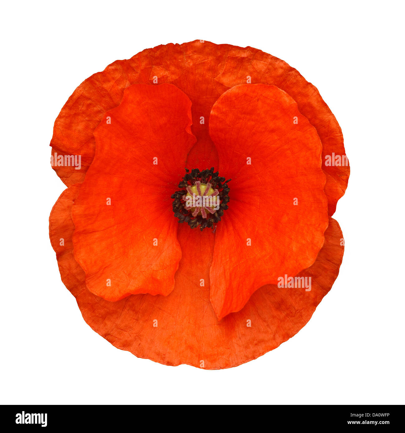 Der Kopf einer roten Mohn Blume, die oft im Zusammenhang mit Streitkräfte Gedenktage isoliert auf einem weißen Hintergrund Stockfoto