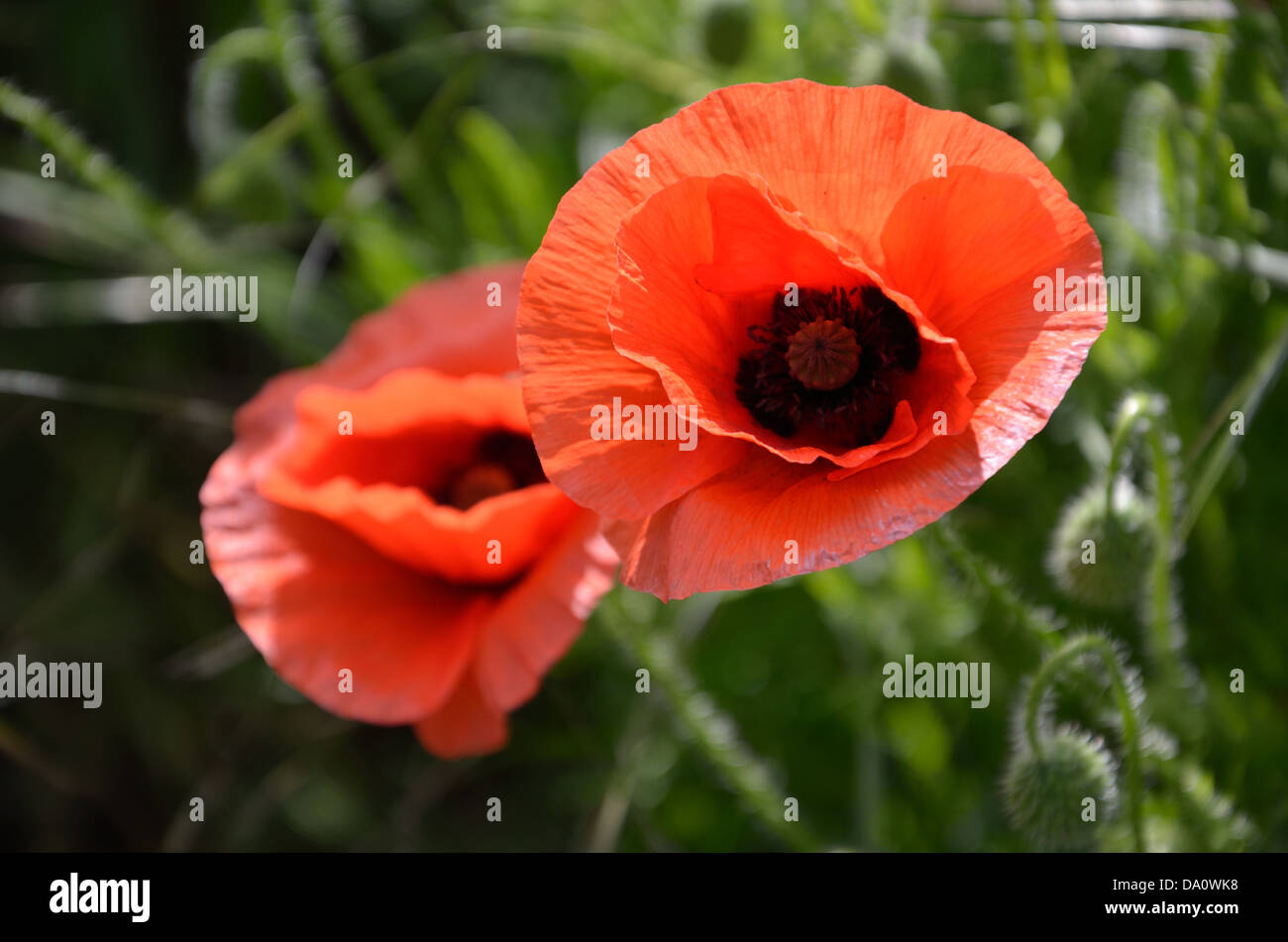 Felder der Mohn an einem hellen Sommertag Stockfoto