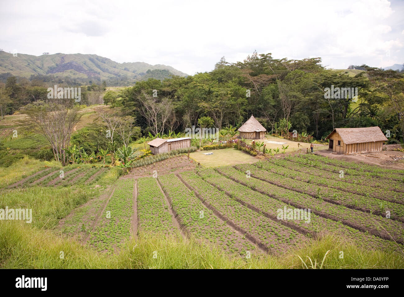 Bauernhof, Goroka im Stadtteil Lufa von der östlichen Highlands Province, Papua-Neuguinea Stockfoto