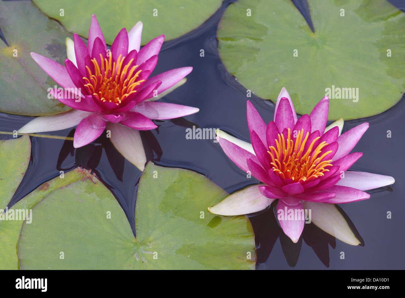 Zwei rosa Seerose Lilien Nymphea zarte zarte Schönheit Stockfoto