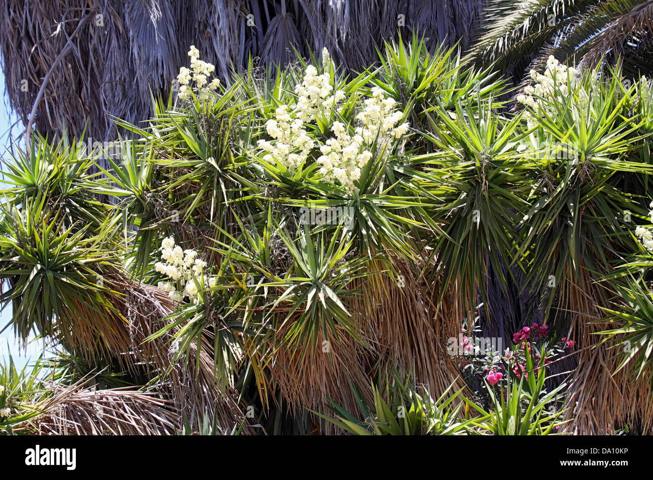 drachenbaum bl�te