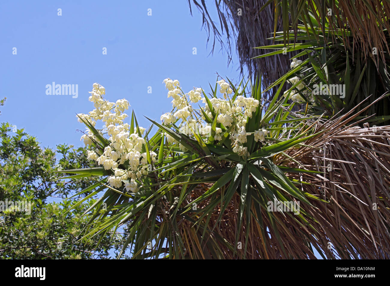 drachenbaum bl�te