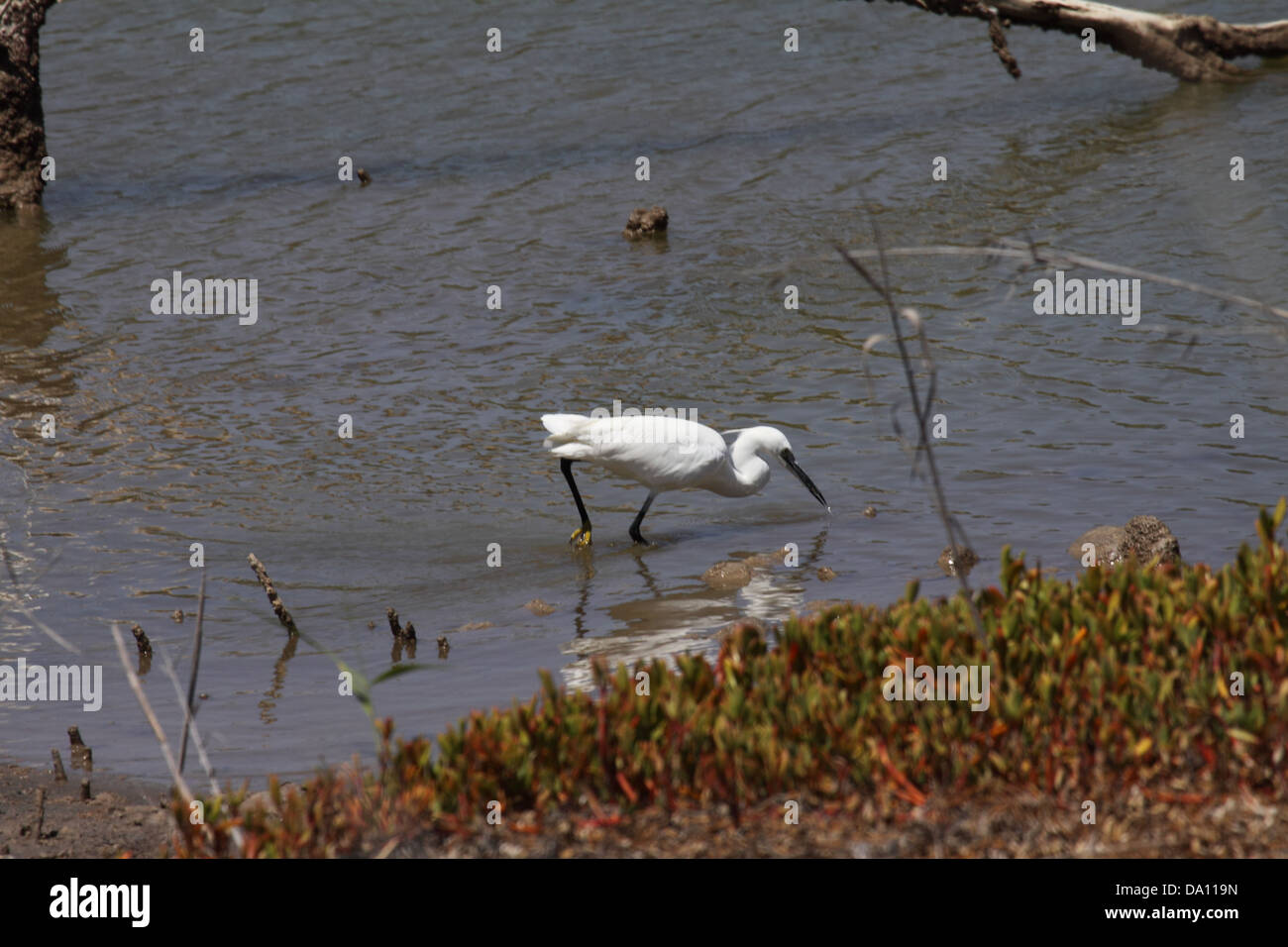 Kleiner Reiher waten zeigen gelbe Füße Stockfoto