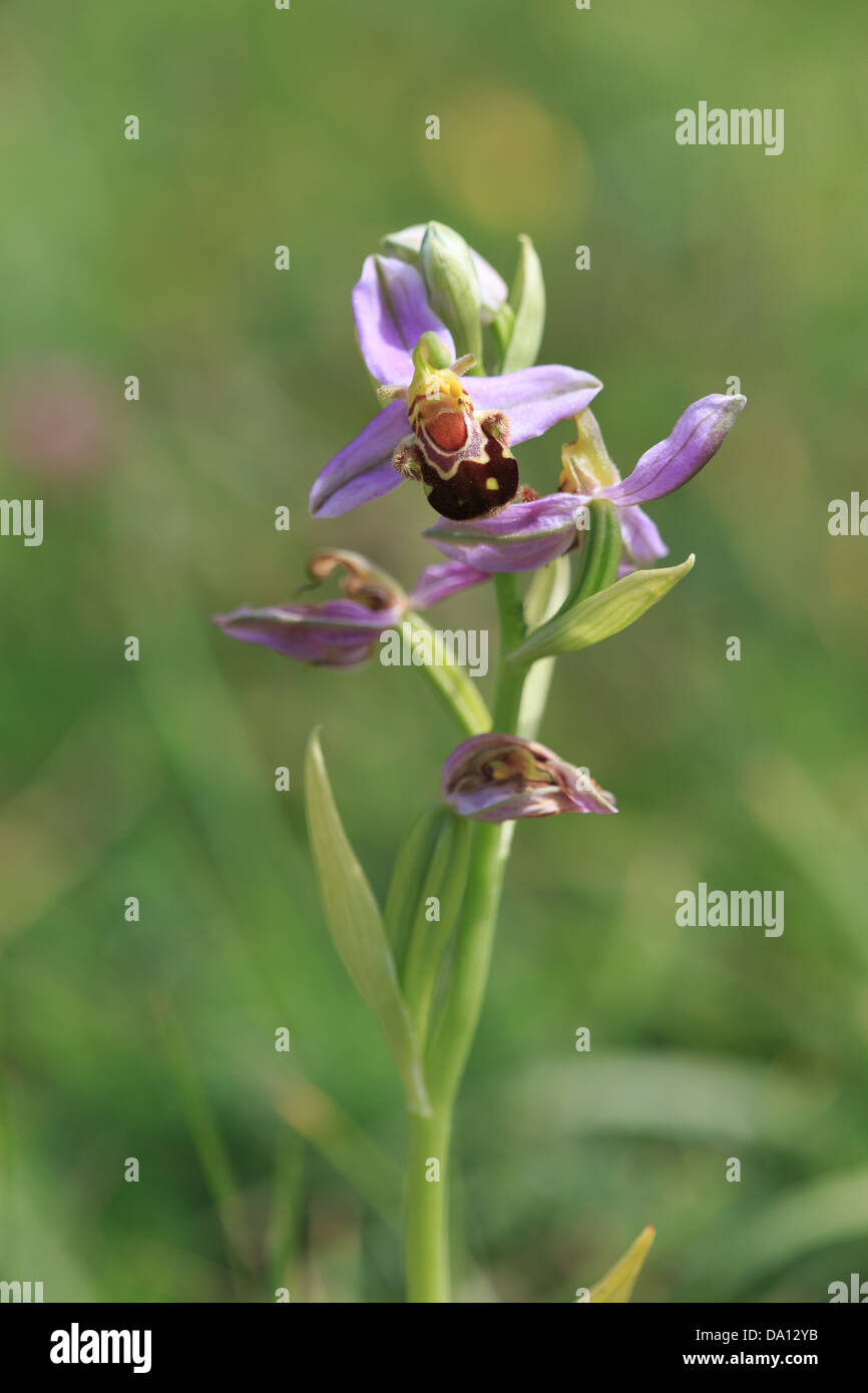 Biene Orchidee (Ophrys Apifera) auf Collard Berg Naturschutzgebiet Stockfoto
