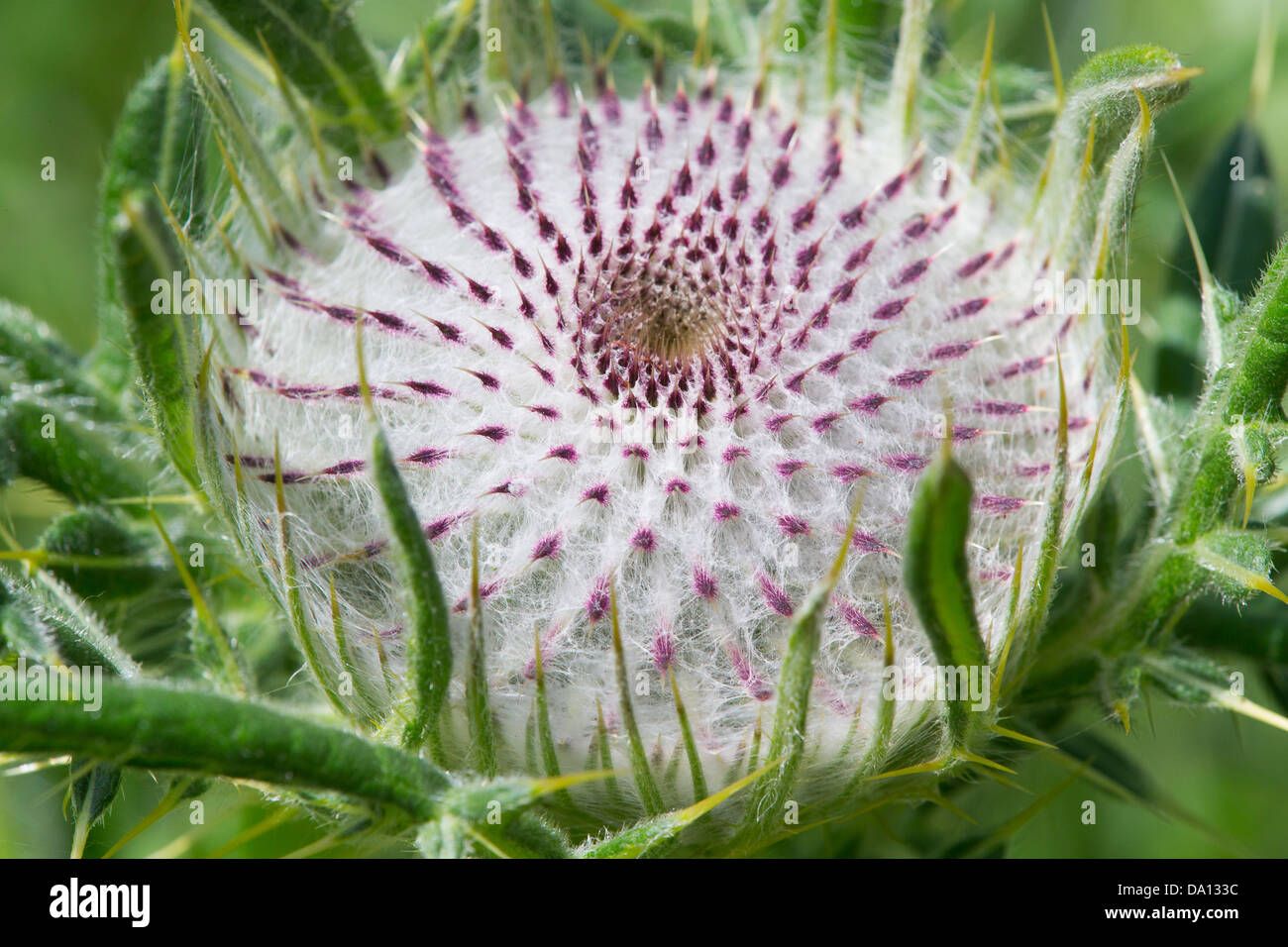 Eine wollige Distel (Cirsium Wollgras) auf Collard Hügel, Somerset Stockfoto