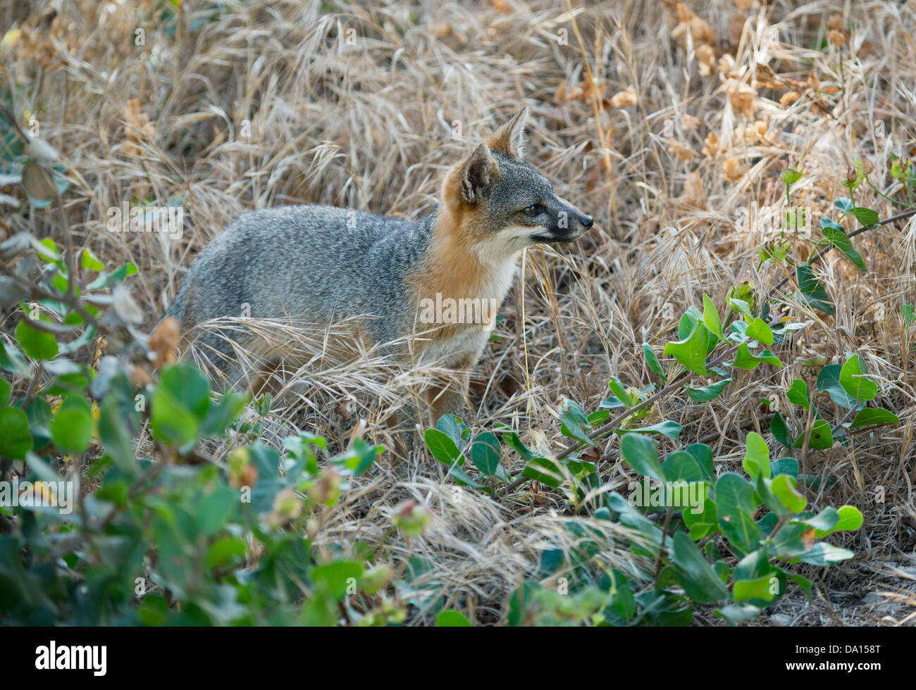 Insel-Fuchs (Urocyon Littoralis) wilde Santa Cruz Island, Kanalinseln, California, stark gefährdet Stockfoto