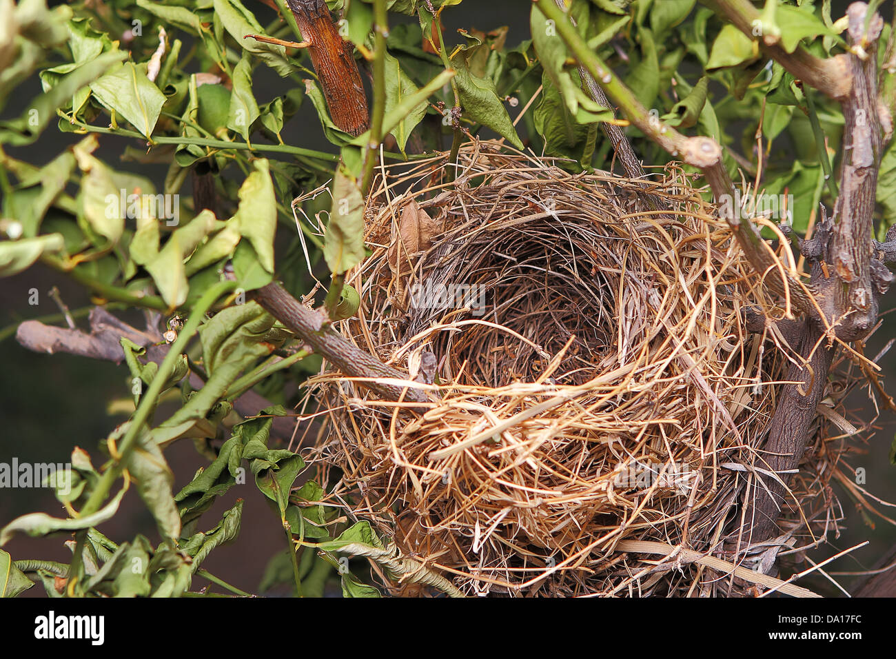 Detail einer schönen natürlichen leer Vögel nisten in einem Baum Stockfoto