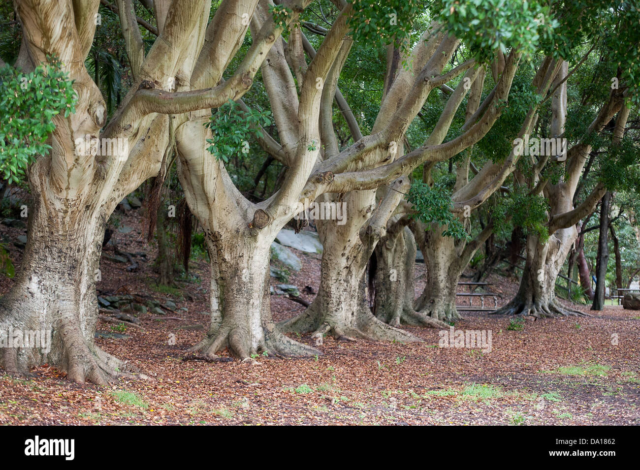 Feigenbäume in Petersilie Bay in Sydney. Stockfoto