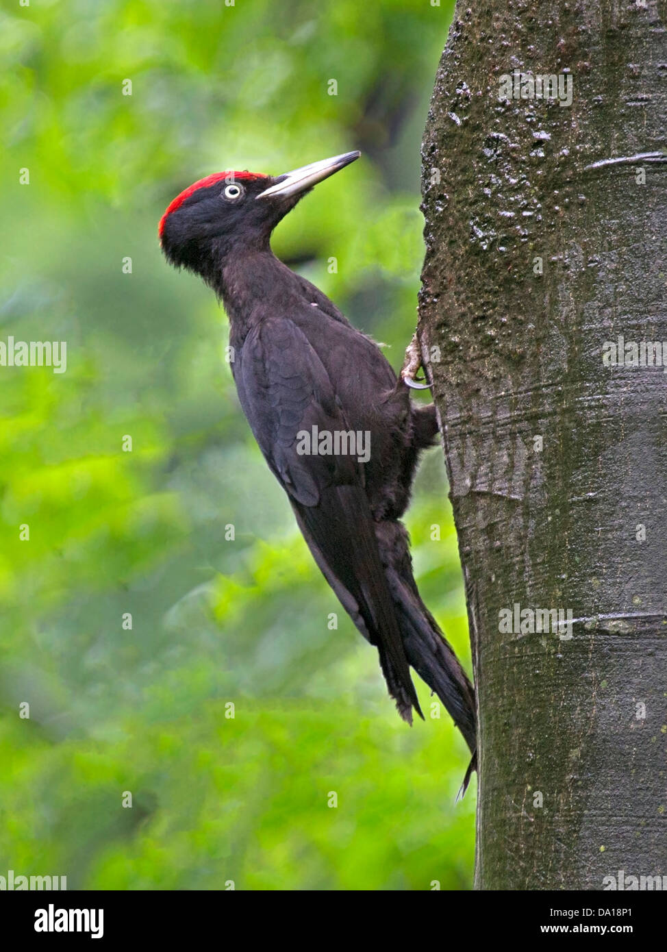 Männlichen schwarzen Specht am Baumstamm Stockfoto