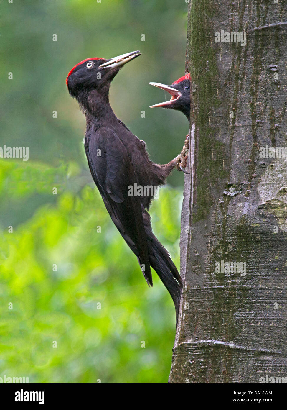 Männliche Schwarzspecht mit jungen am Nest Loch Stockfoto