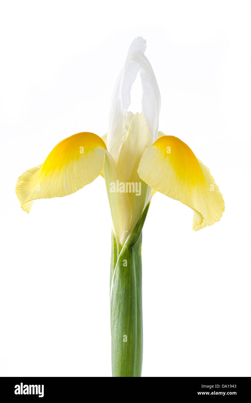Weiße und gelbe Iris Blume auf weiß Stockfoto