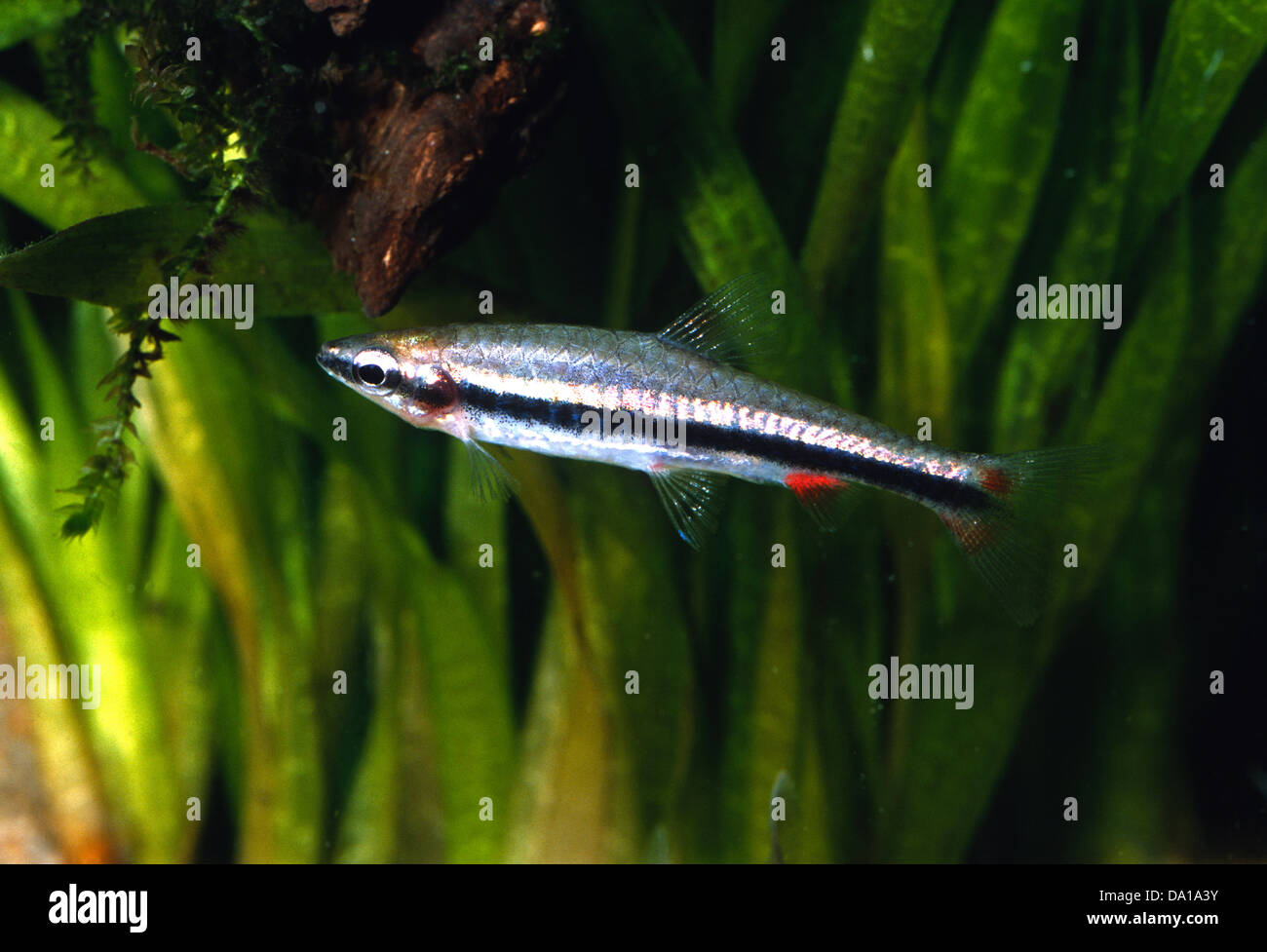 Blackstripe Pencilfish Nannostomus Harrisoni Lebiasinidae Guianas Stockfoto