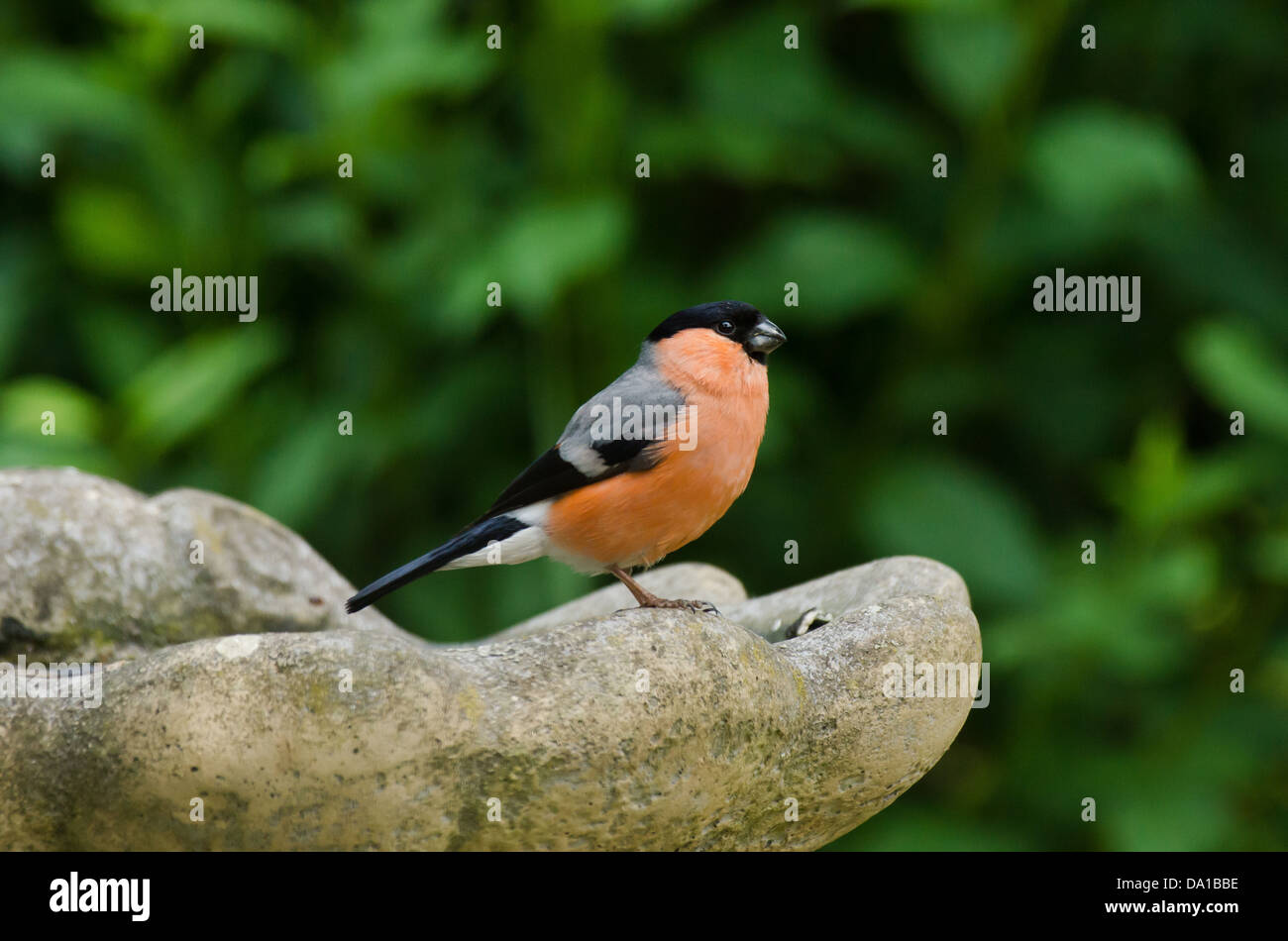 Ein Gimpel Pyrrhula Pyrrhula im Garten Stockfoto