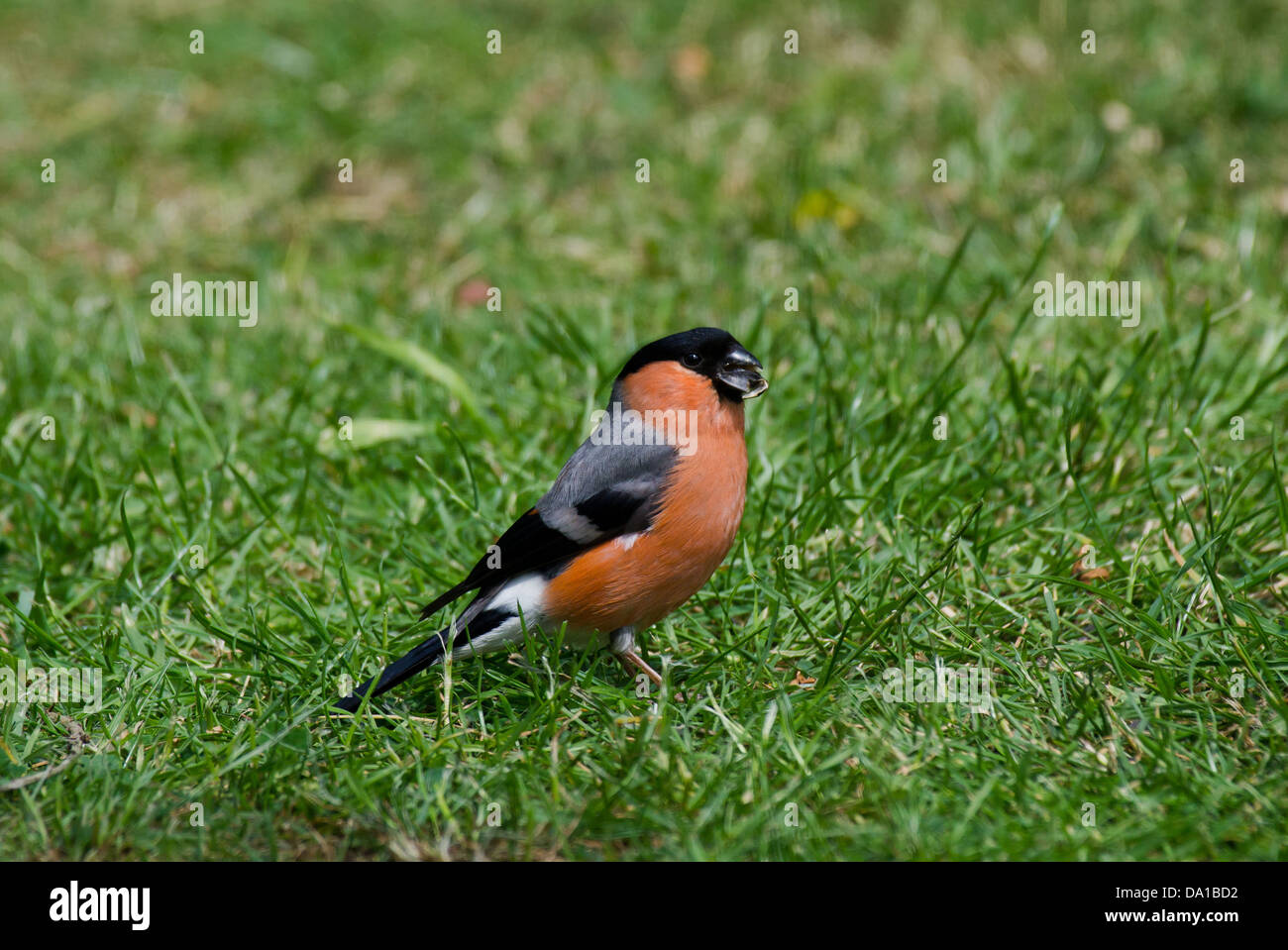 Ein Gimpel Pyrrhula Pyrrhula im Garten Stockfoto