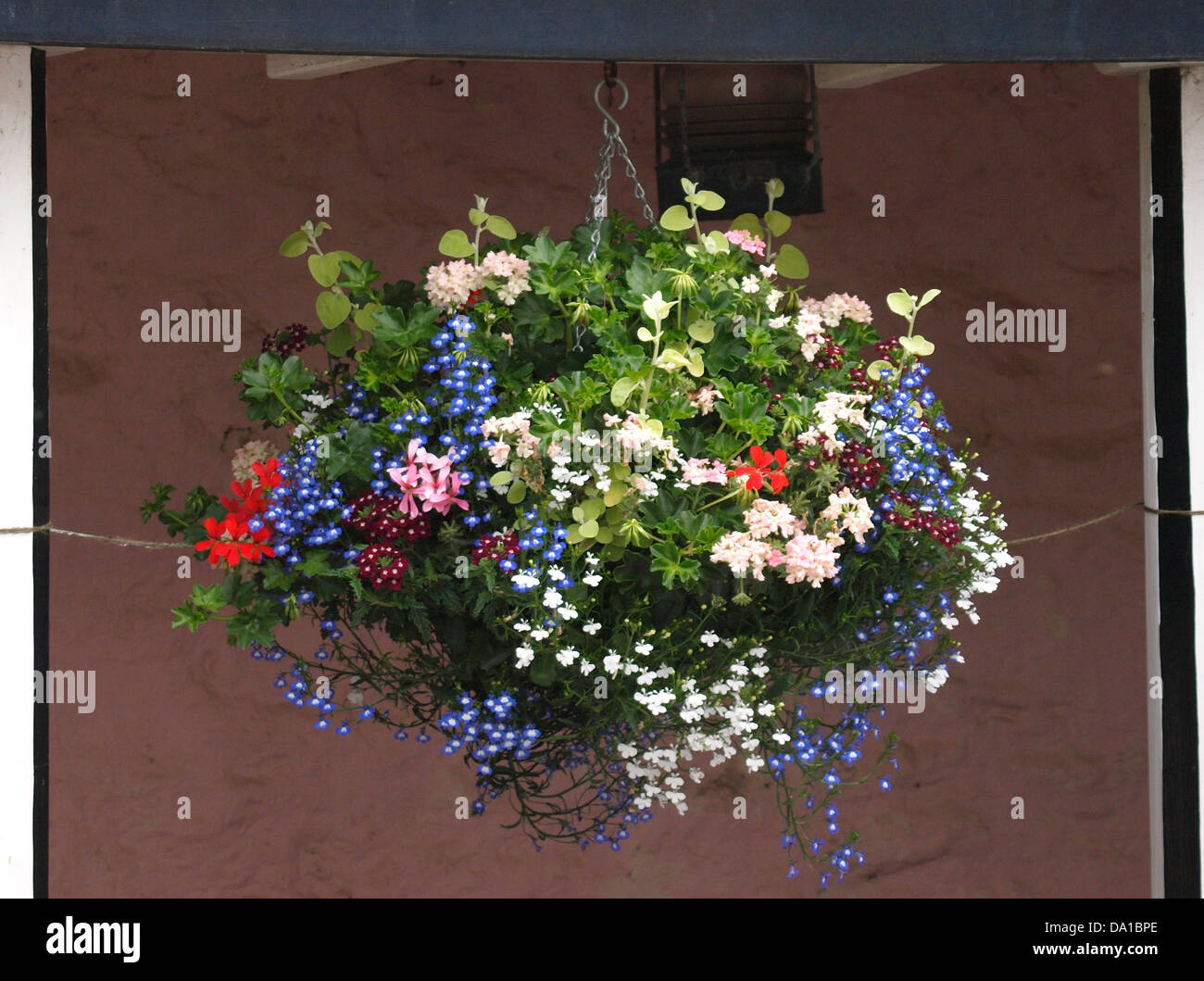 Blumenampel, UK 2013 Stockfoto