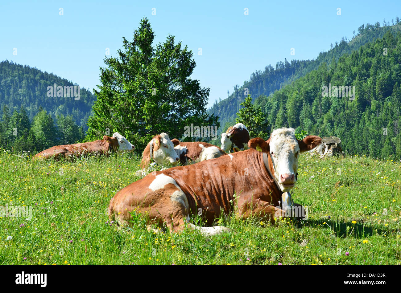 Kühe auf der Alm in Bayern Stockfoto