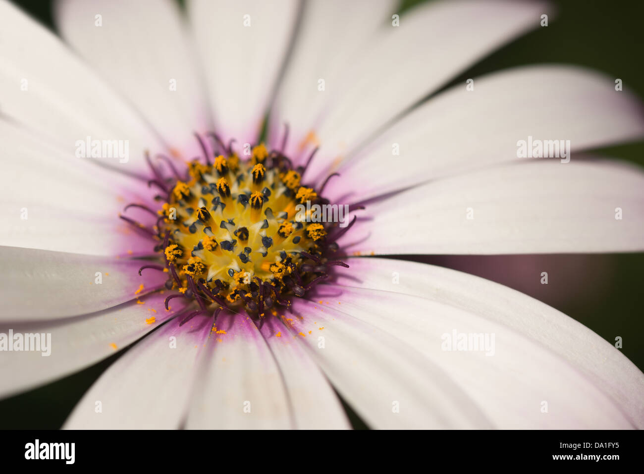 1 rosa Blüte Osteospermum Fruticosum Daisy viele Blütenblätter führt zu inneren Ring der Staubfäden Antheren Sonnentag Stockfoto