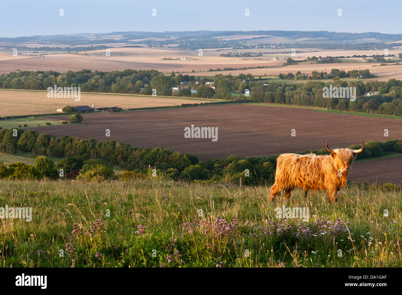 Ein Highland Cattle Stier in einem Feld auf ein Chiltern Hügel in Berkshire, Süd-England, GB, UK. Stockfoto