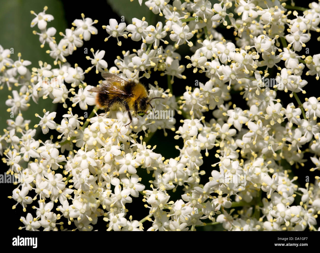 HOLUNDERBLÜTEN AUF BAUM Stockfoto