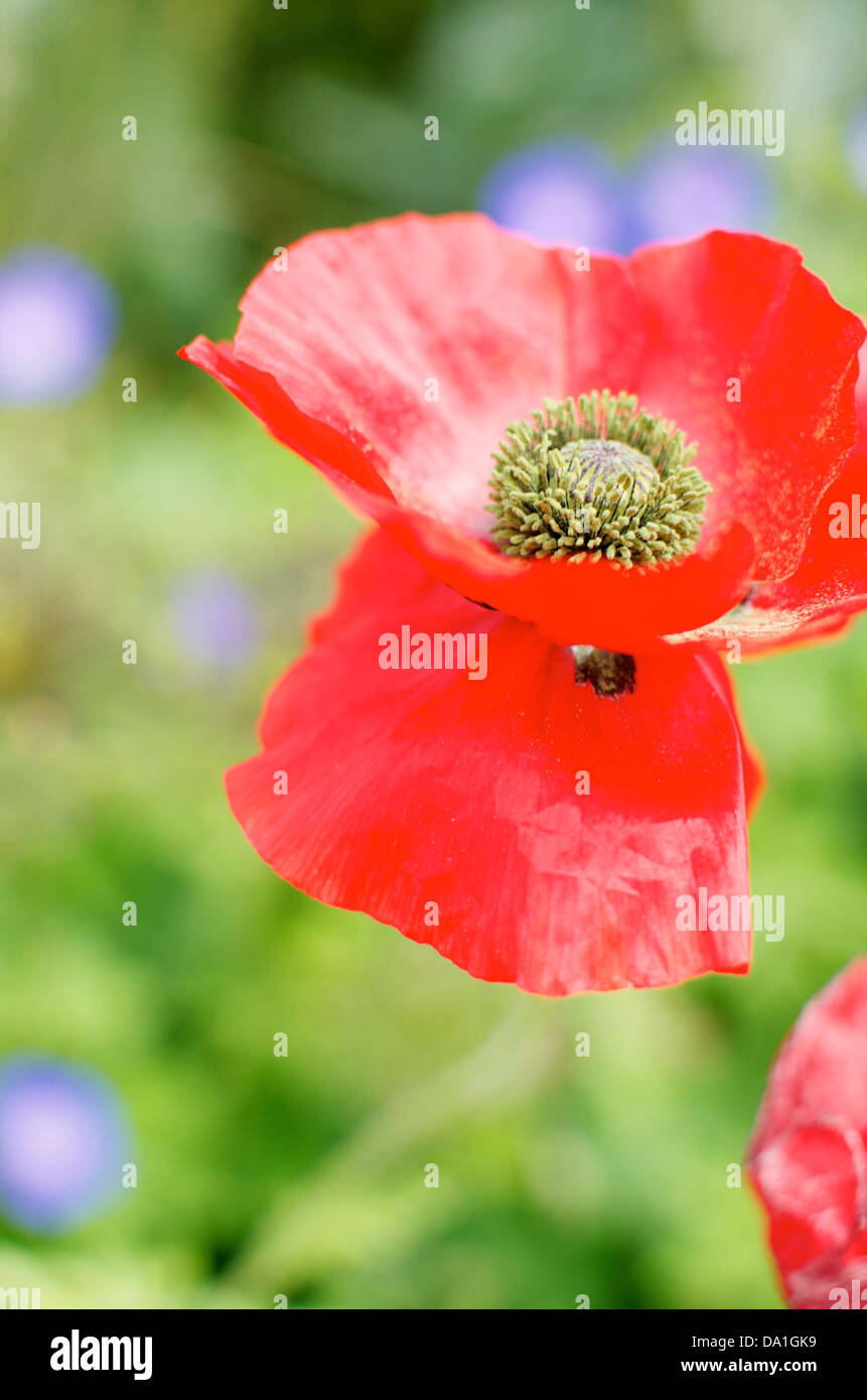 Red Poppy hautnah im Eden Project, Cornwall Stockfoto