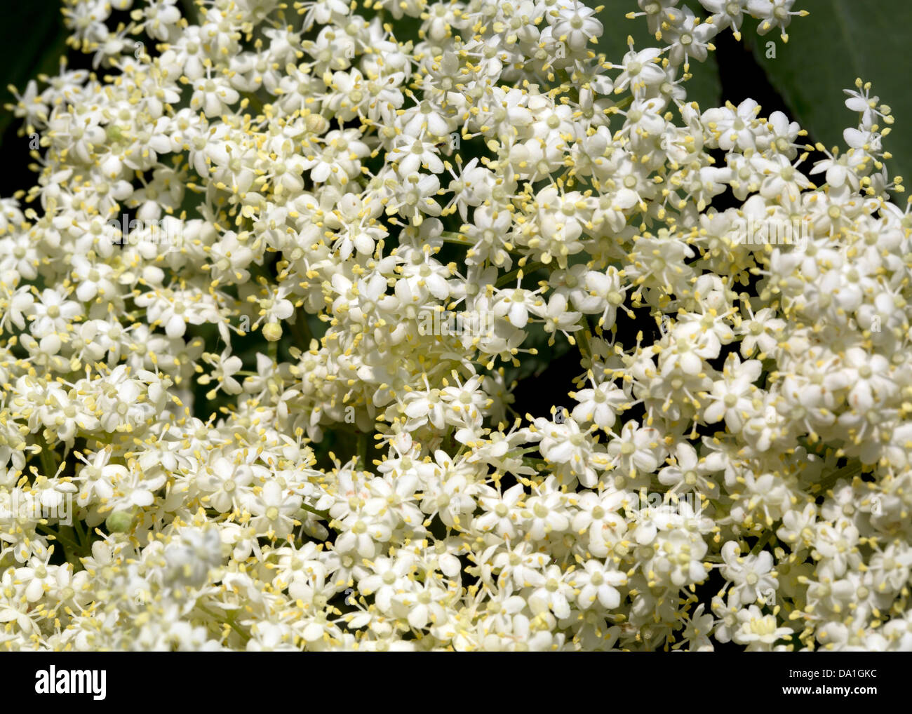 HOLUNDERBLÜTEN AUF BAUM Stockfoto
