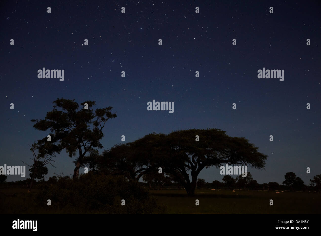 Nachthimmel gesehen von Ngweshla Camp, Hwange Nationalpark, Simbabwe, Südafrika Stockfoto