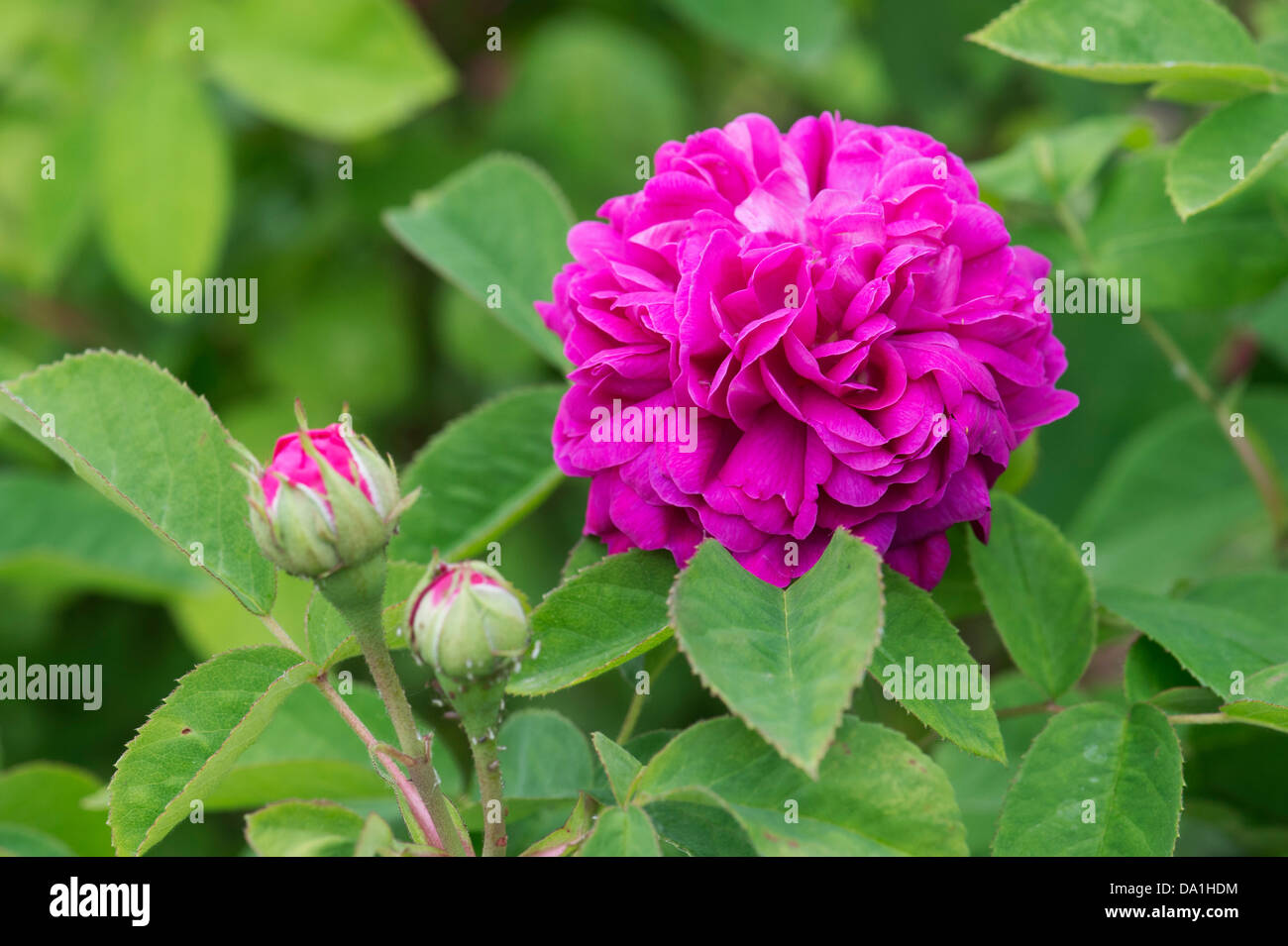 Rosa. "De Rescht" Blume Rose Stockfoto