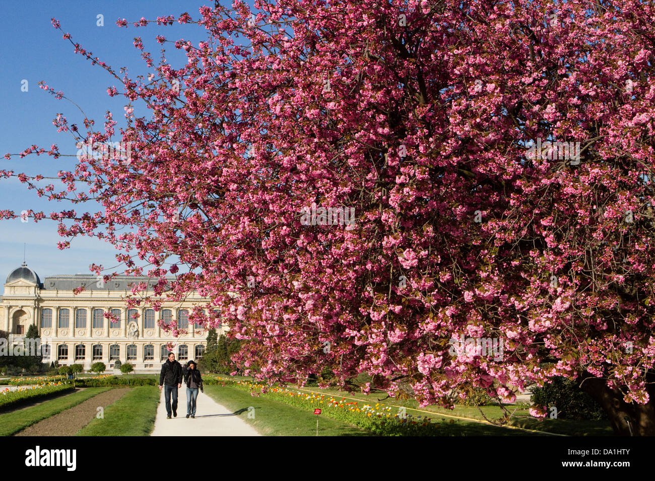 Kirschblüte Frühling in den Gärten des Natural History Museum, Paris, Frankreich Stockfoto