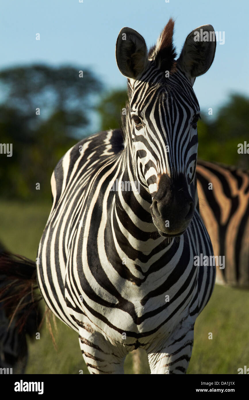 Chapman Zebra (Equus Quagga Chapmani), Hwange Nationalpark, Simbabwe, Südafrika Stockfoto