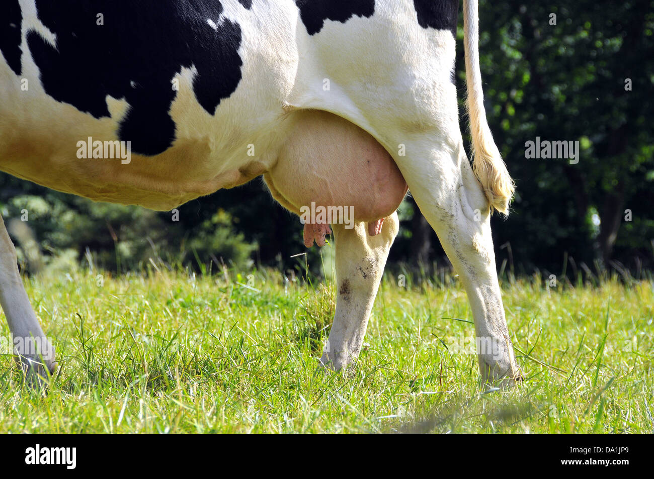 Haben Männliche Kühe Einen Euter www.alamy.de