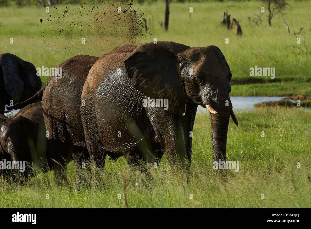 Elefant (Loxodonta Africana) mit Schlammbad, Hwange Nationalpark, Simbabwe, Südafrika Stockfoto