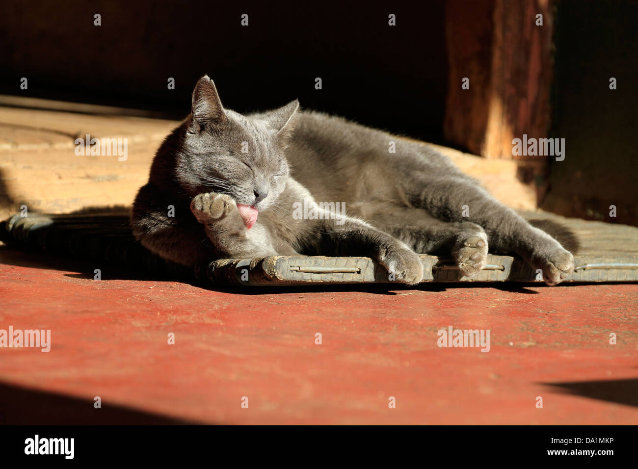 Graue Katze (Felis Catus) Pflege sich in sonniger Lage auf Fußmatte. Stockfoto