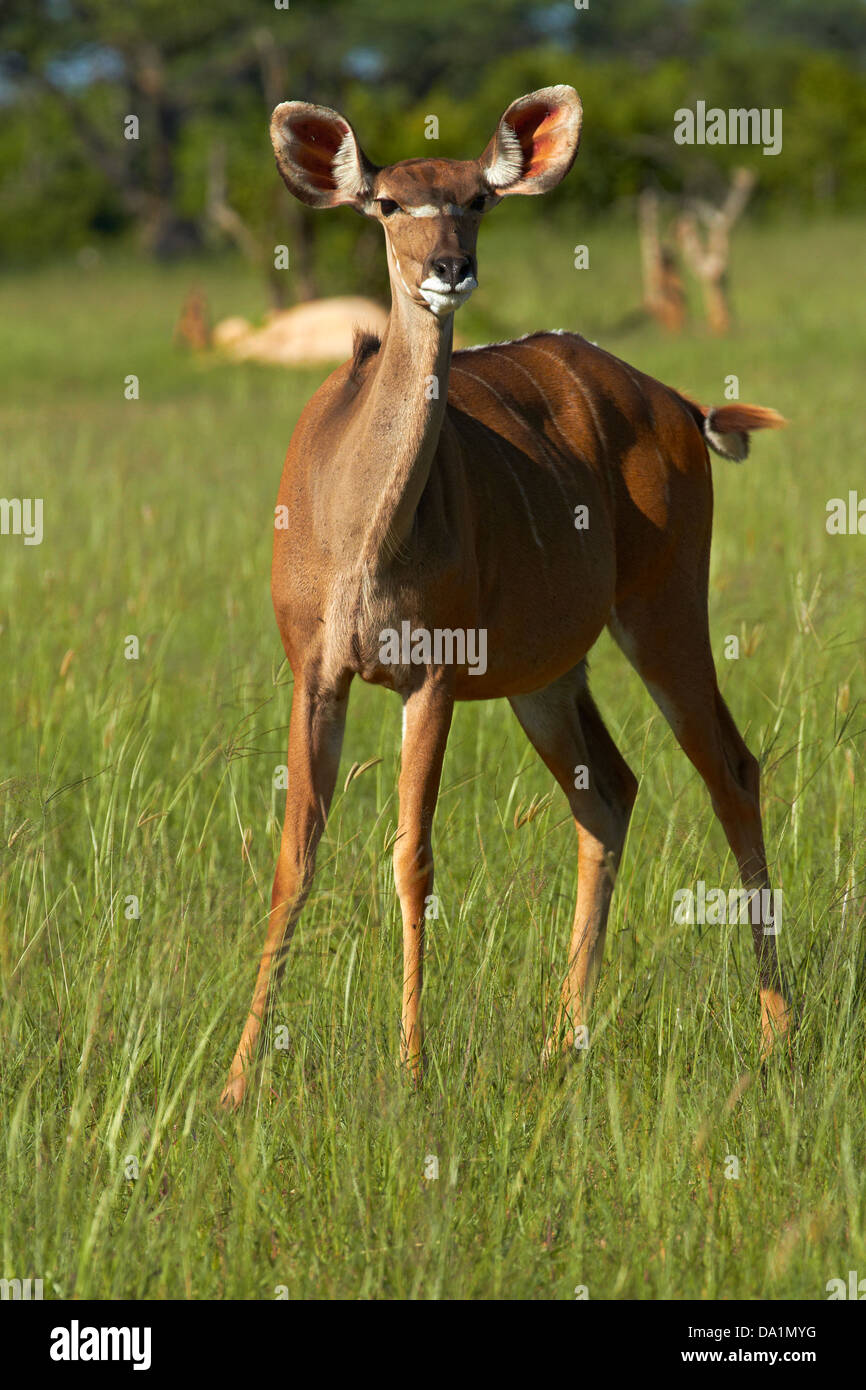 Weibliche große Kudu (Tragelaphus Strepsiceros), Hwange Nationalpark, Simbabwe, Südafrika Stockfoto