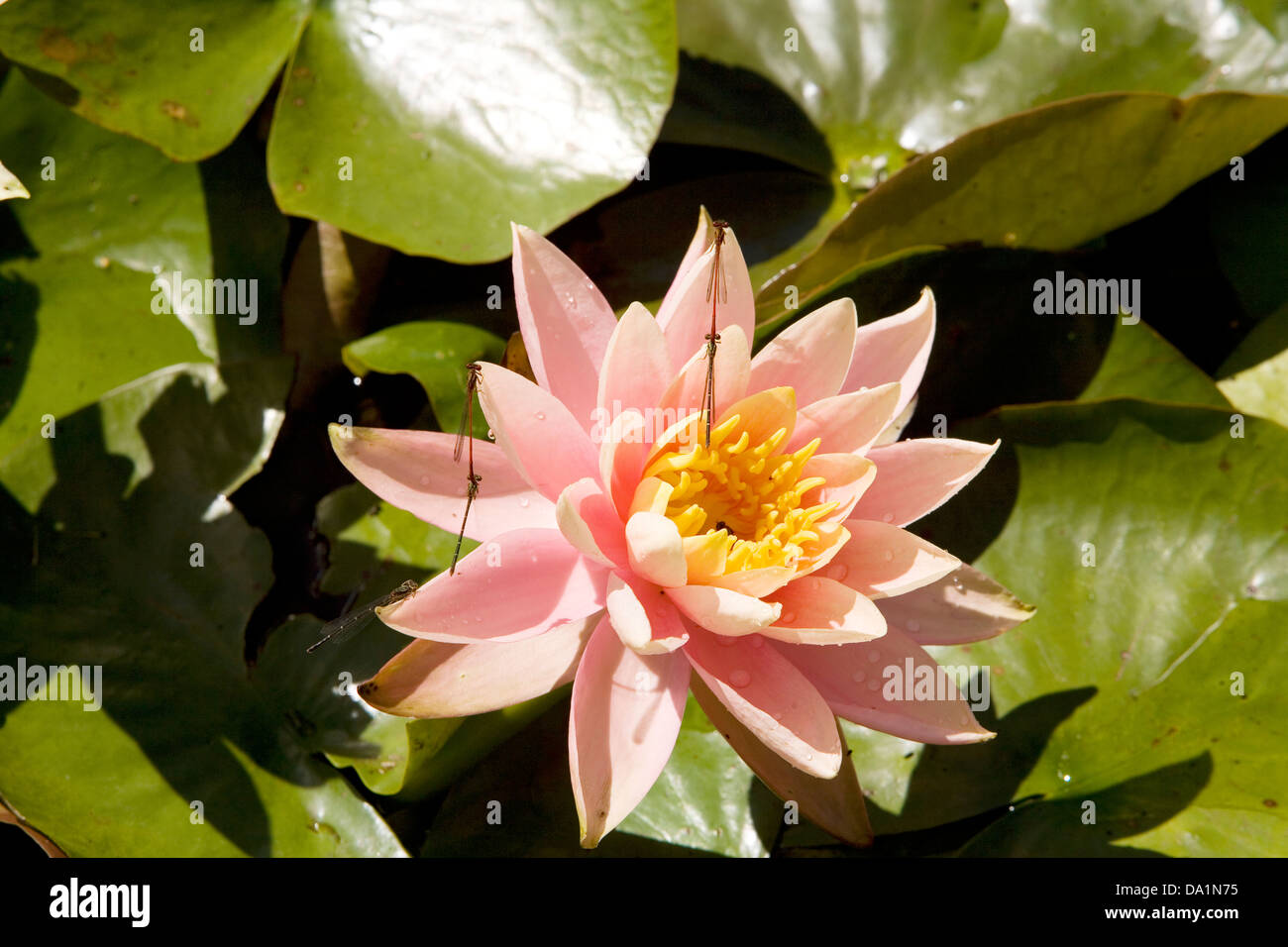 Detail, Seerose, Wairakei International Golf Course, Taupo, Neuseeland. Stockfoto