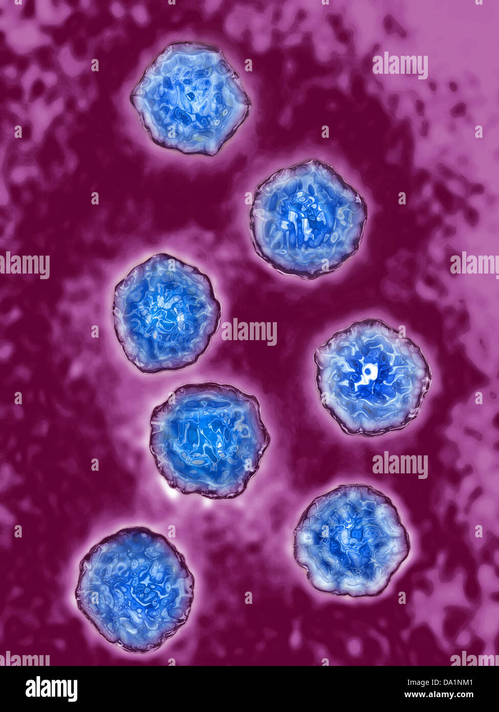 POLIOVIREN, TEM Stockfoto