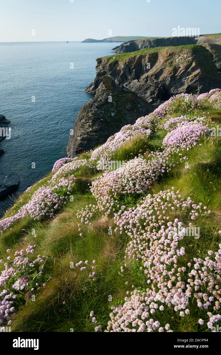 Wildblumen und dramatische Küstenlandschaft auf der Küste von North Cornwall UK in der Nähe von Porthcothan Stockfoto
