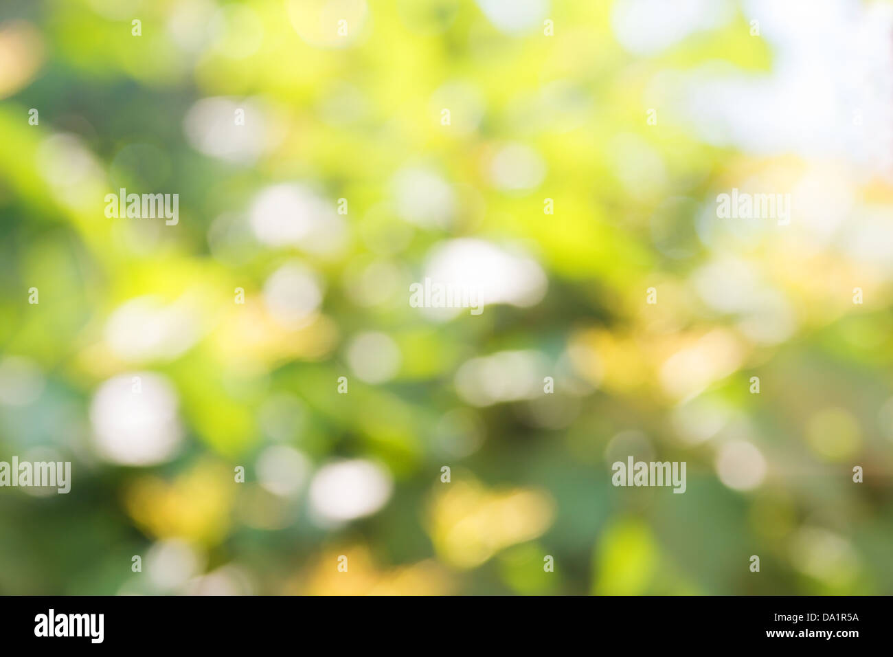 Natürliche erlauben grünen Sommer Frühling Hintergrund horizontal Stockfoto