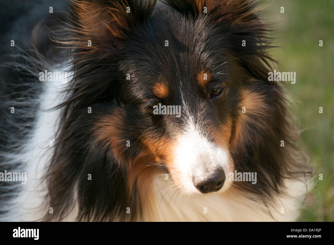 Nahaufnahme von einem zweijährigen männlichen Schäferhund Blick in die Kamera Stockfoto