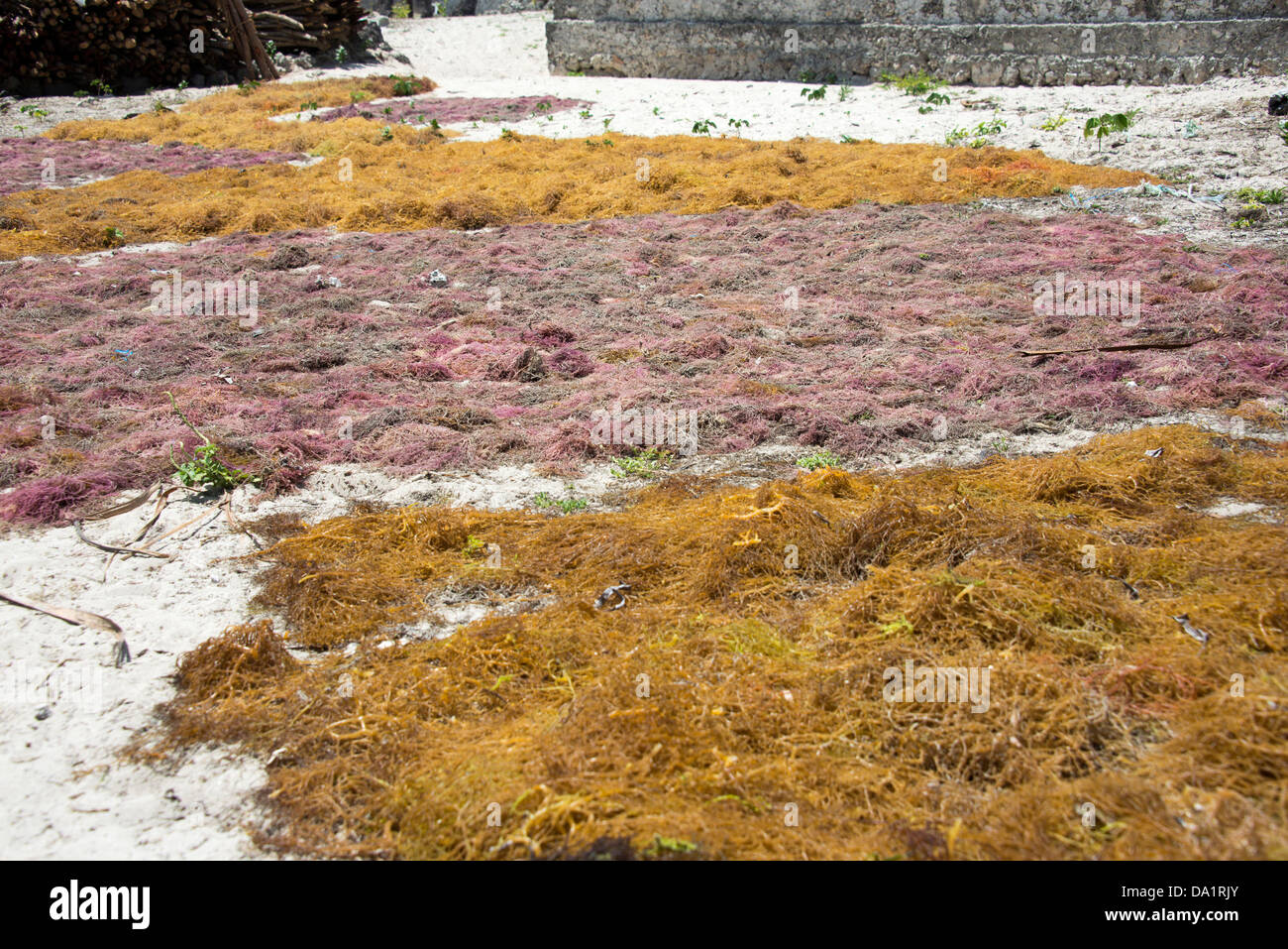 Algen, trocknen in der Sonne, Jambiani, Zanzibar, Vereinigte Republik Tansania, Ostafrika. Stockfoto