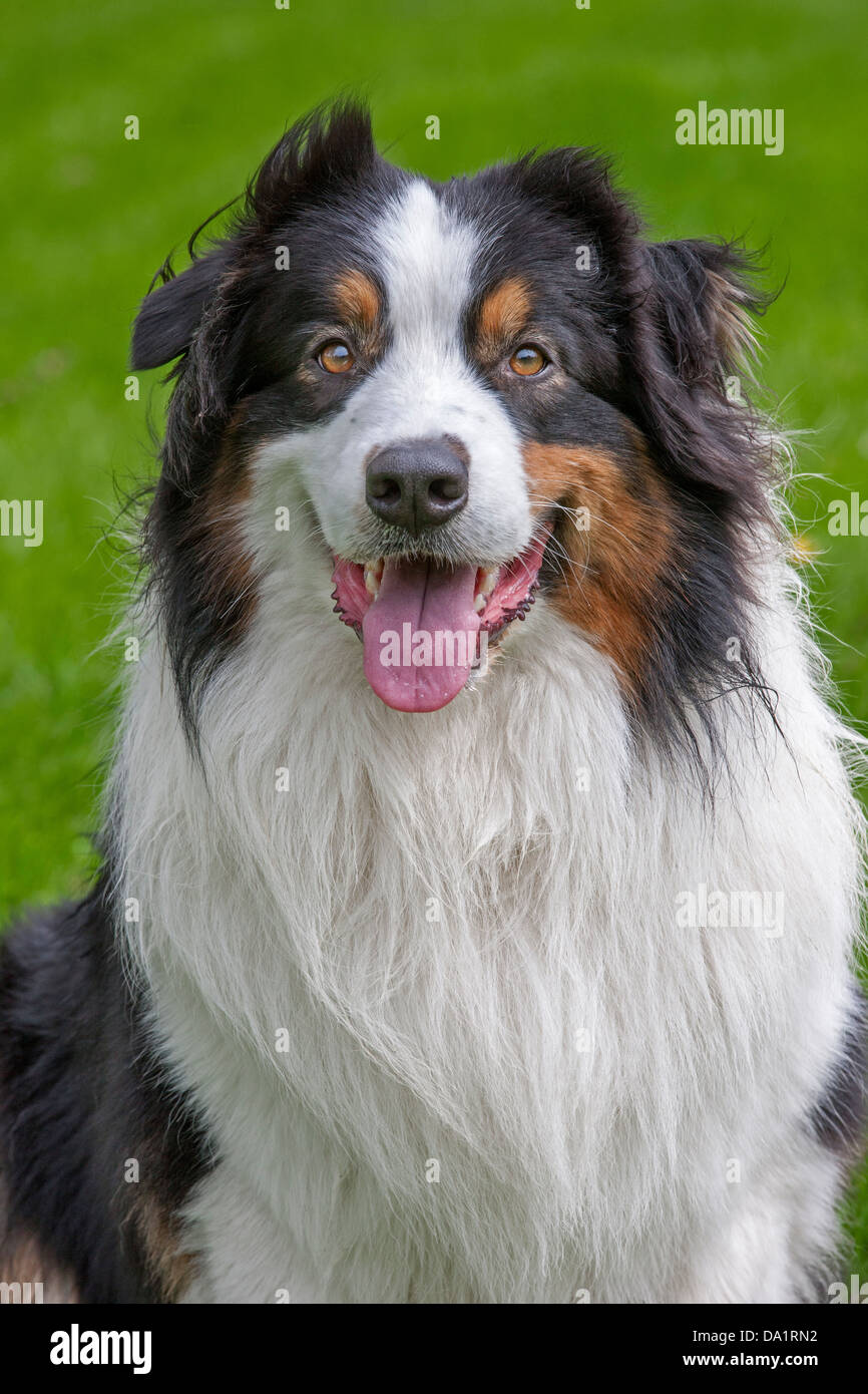 Nahaufnahme des Australian Shepherd / Aussie Hund (Canis Lupus Familiaris) sitzen im Garten Stockfoto