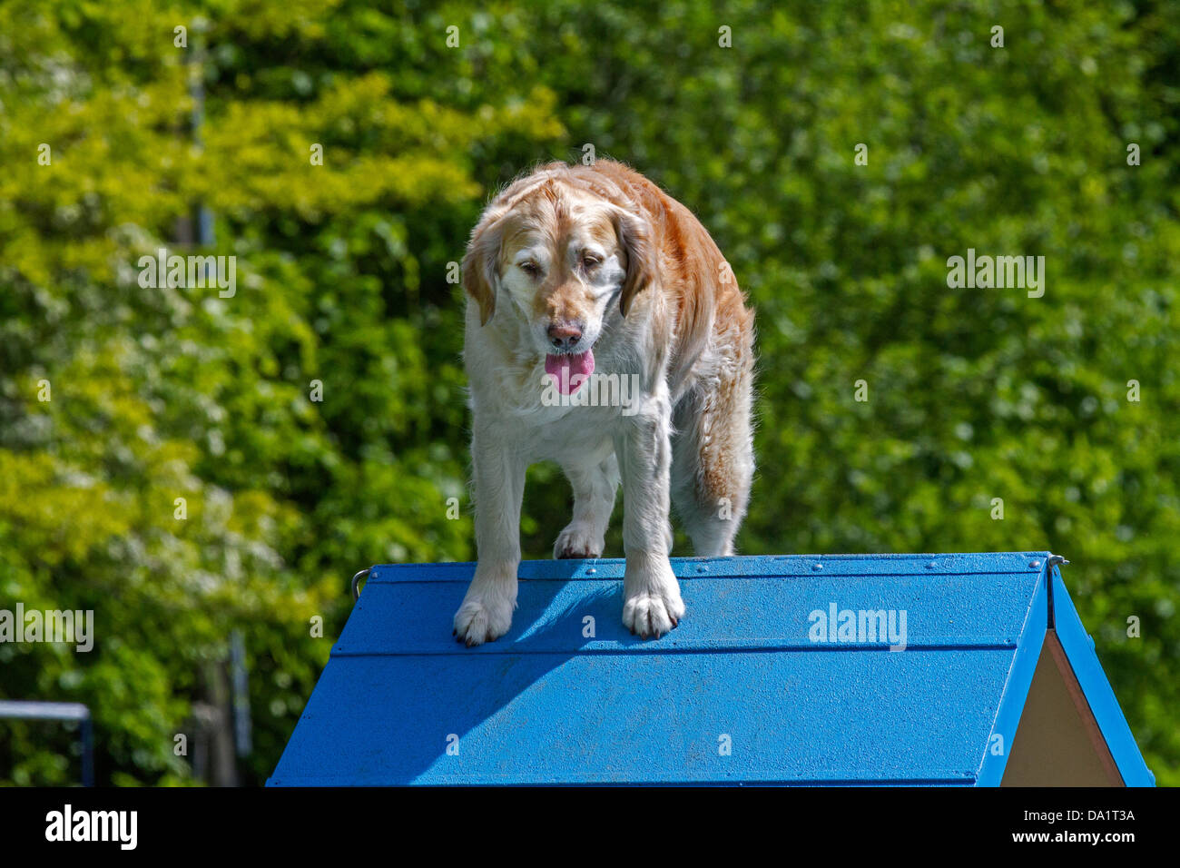 Golden Retriever Hund (Canis Lupus Familiaris) laufen und springen am Hindernis-Parcours in der Hundeschule Stockfoto