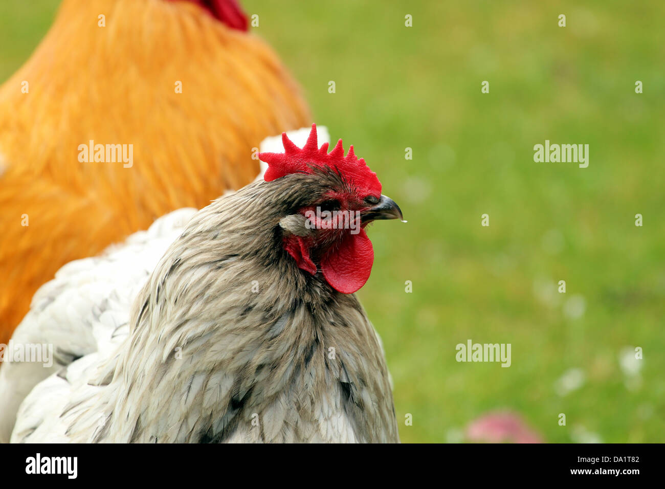 Ein grau/weißes Huhn mit einem roten Kamm. Stockfoto